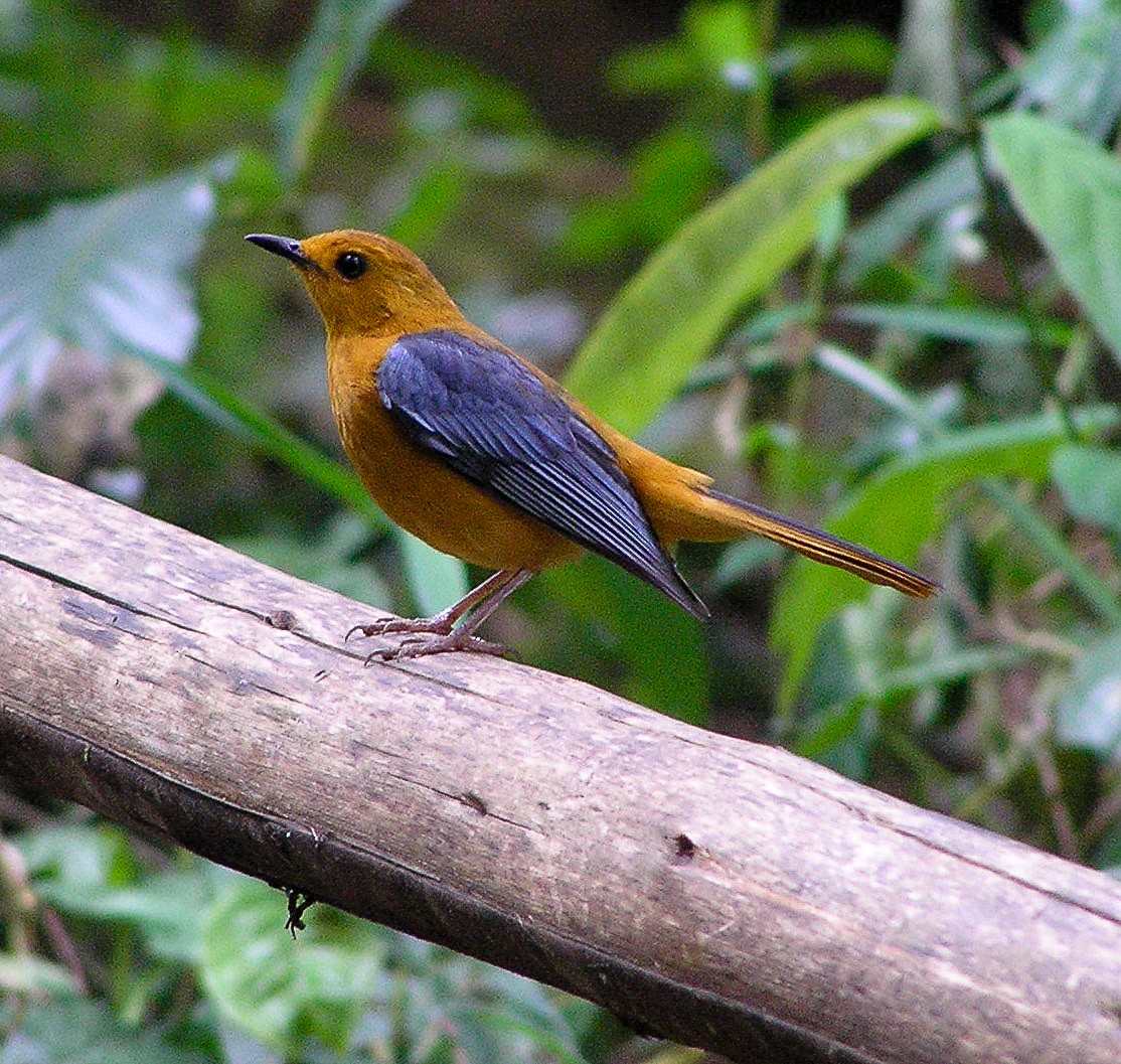 Red-capped Robin-Chat - ML121887651