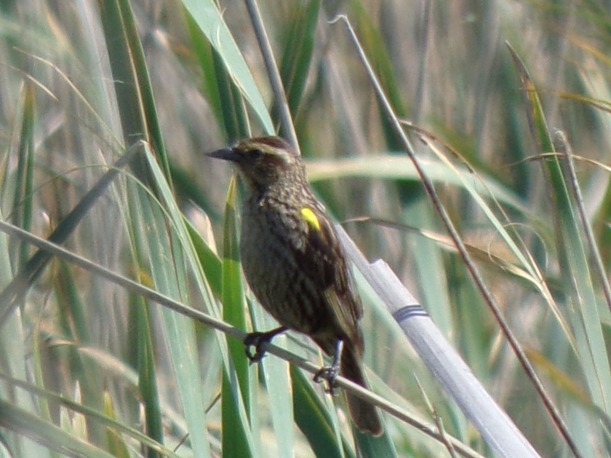 Yellow-winged Blackbird - ML121888921
