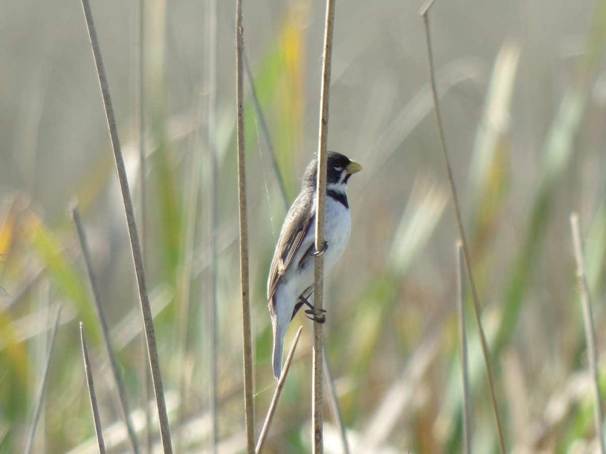 Double-collared Seedeater - ML121888931