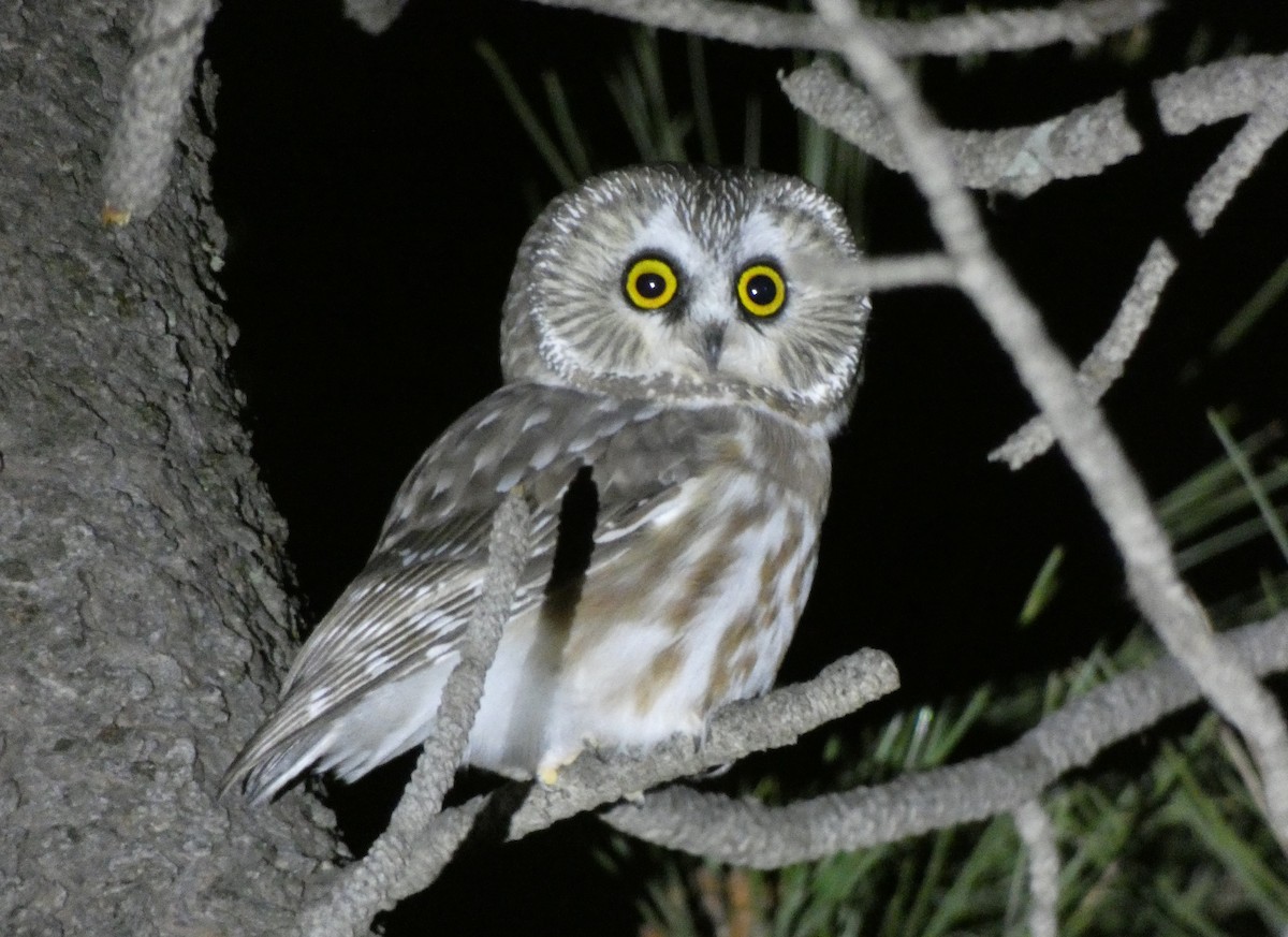 Northern Saw-whet Owl - Christopher Rustay