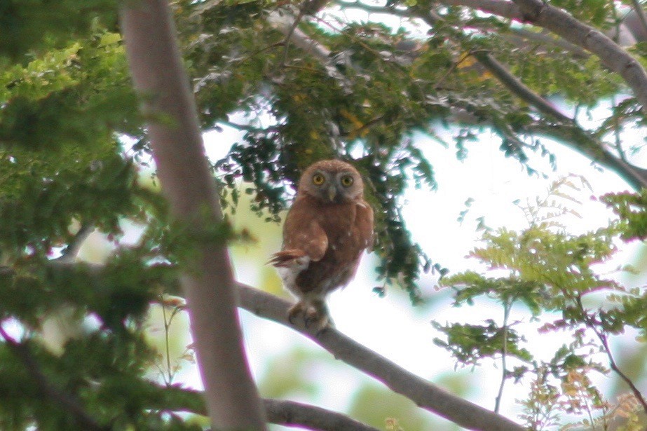 Ferruginous Pygmy-Owl - Robert Gowan
