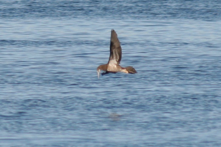 Brown Booby - ML121893941