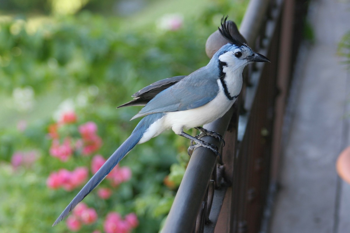 White-throated Magpie-Jay - ML121893971