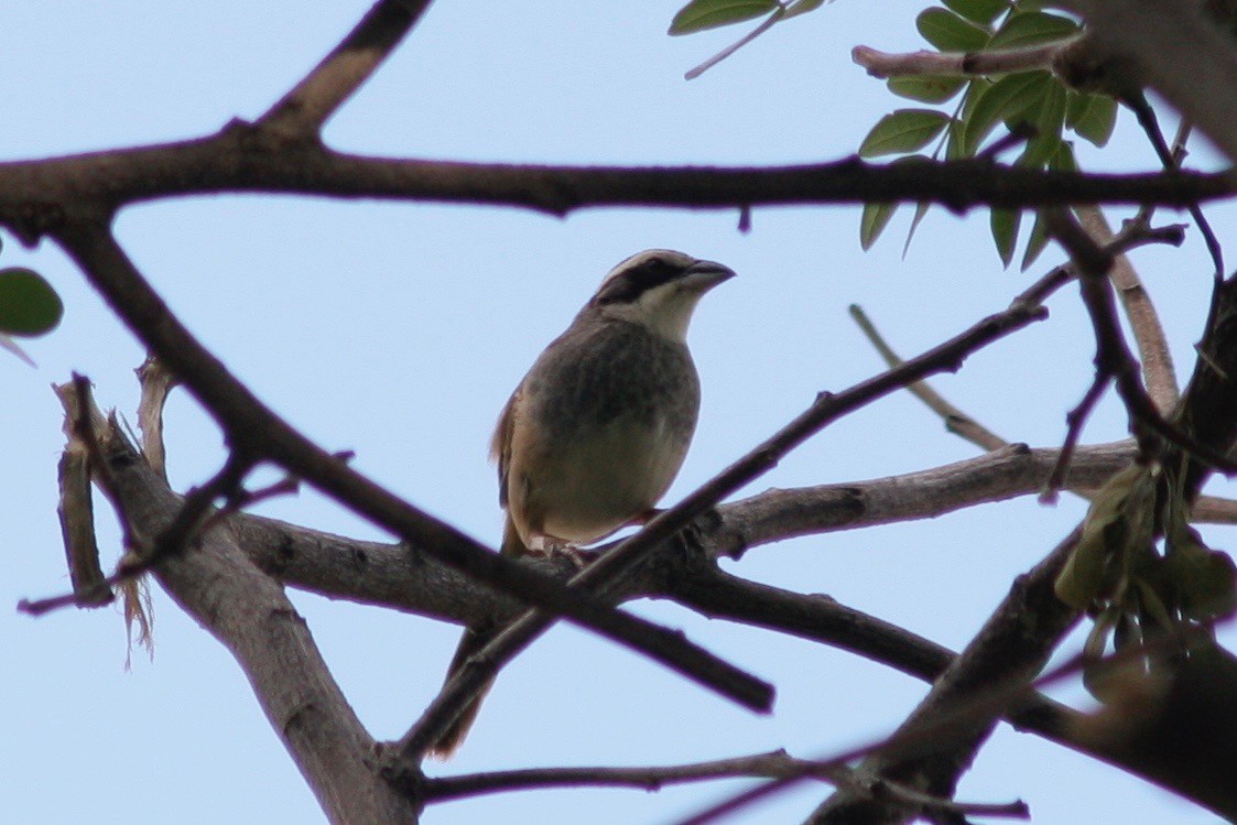Stripe-headed Sparrow - Robert Gowan