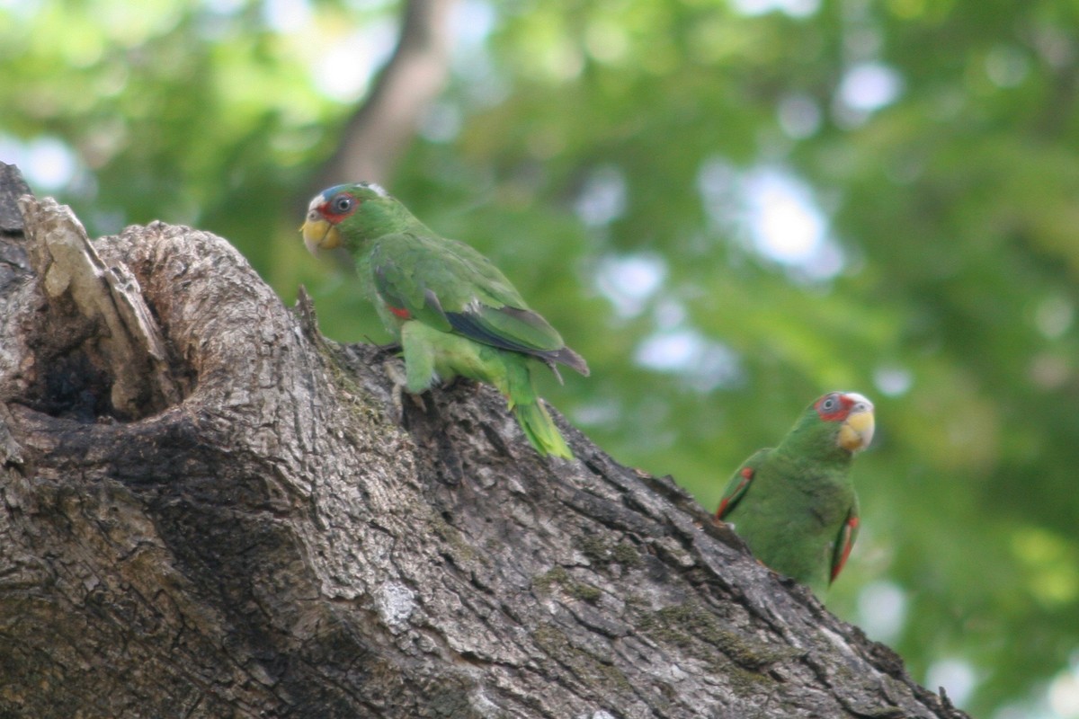 White-fronted Parrot - ML121894531