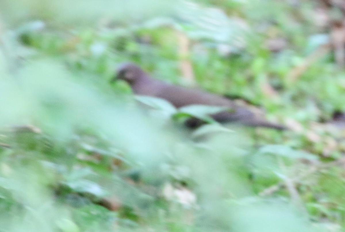 Gray-fronted Dove - ML121897751