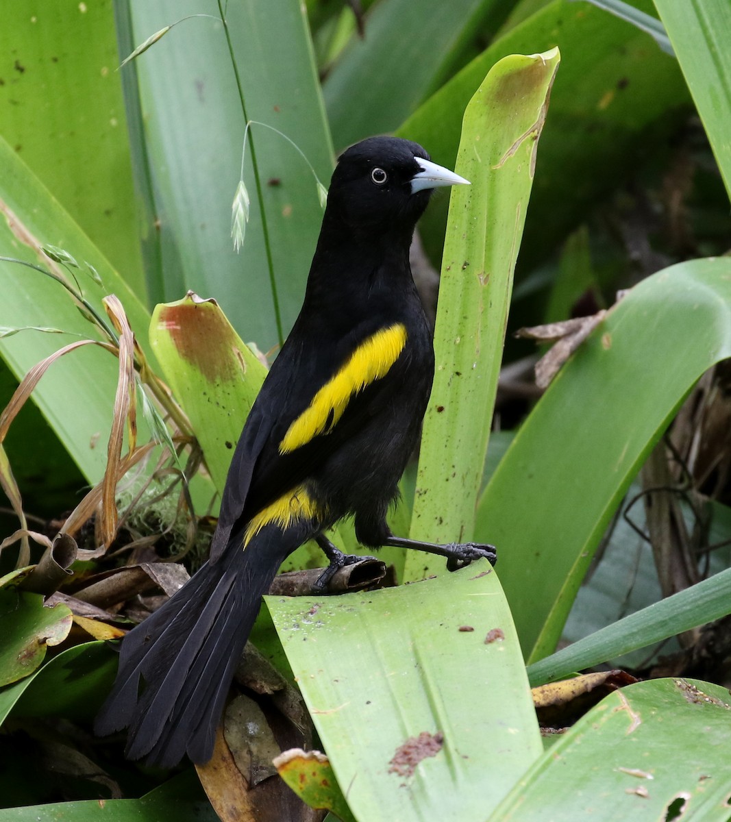 Golden-winged Cacique - ML121898211
