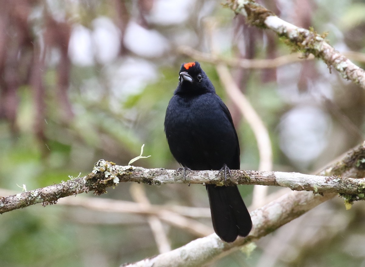 Ruby-crowned Tanager - ML121898281