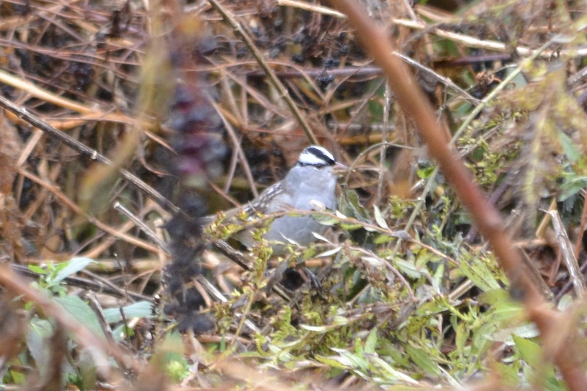 White-crowned Sparrow - ML121898311