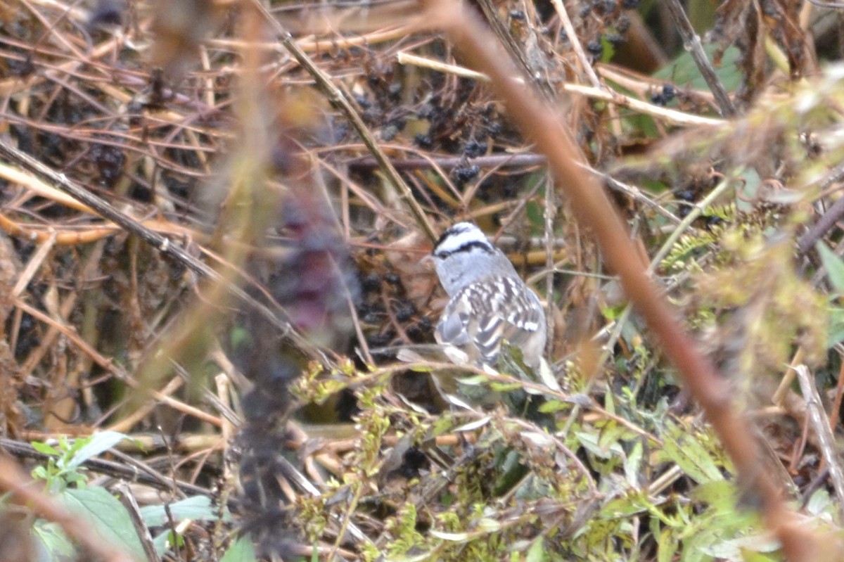 White-crowned Sparrow - ML121898321