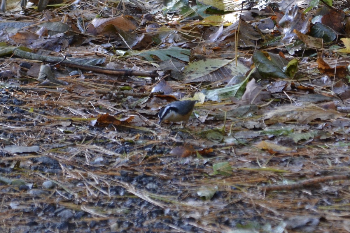 Red-breasted Nuthatch - ML121898401