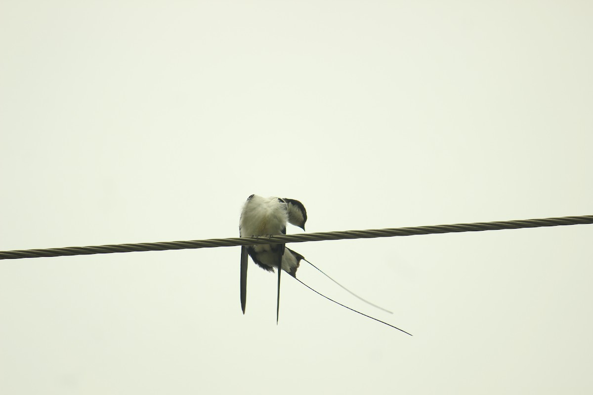 Wire-tailed Swallow - ANKUSH CHOWDHURY