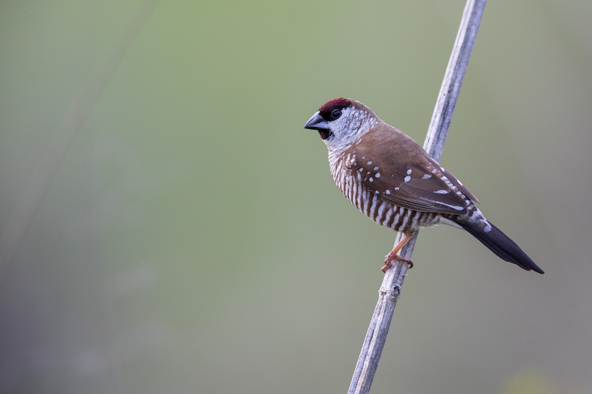 Plum-headed Finch - Laurie Ross | Tracks Birding & Photography Tours