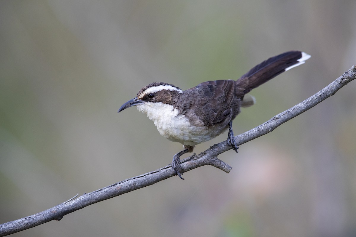 White-browed Babbler - Laurie Ross | Tracks Birding & Photography Tours