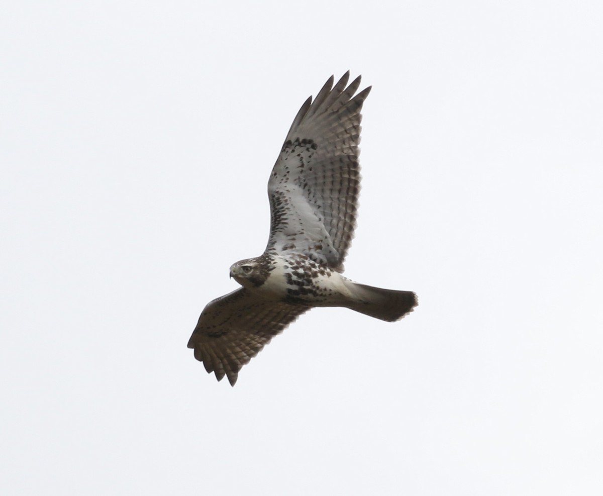 Red-tailed Hawk - ML121900031