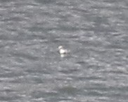 Long-tailed Duck - ML121900621