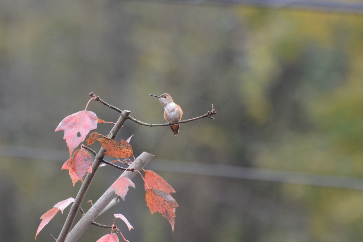 Rufous Hummingbird - ML121900671