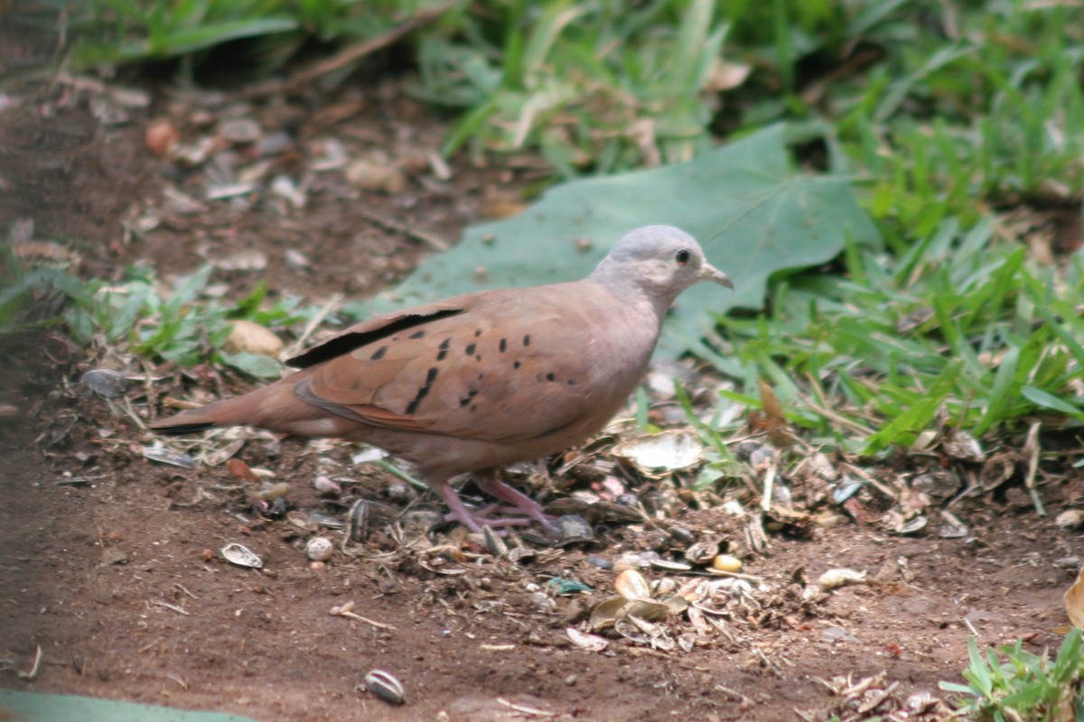Ruddy Ground Dove - ML121901051