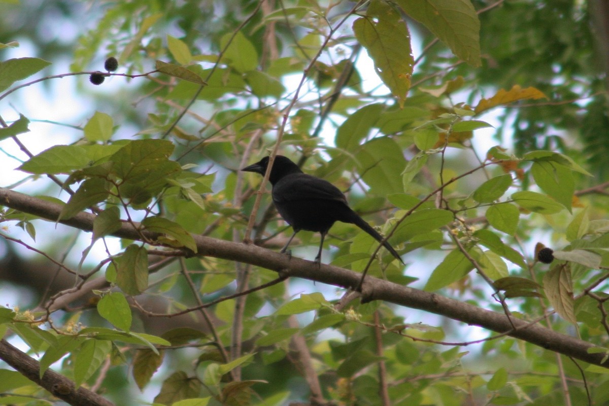 Melodious Blackbird - ML121901351