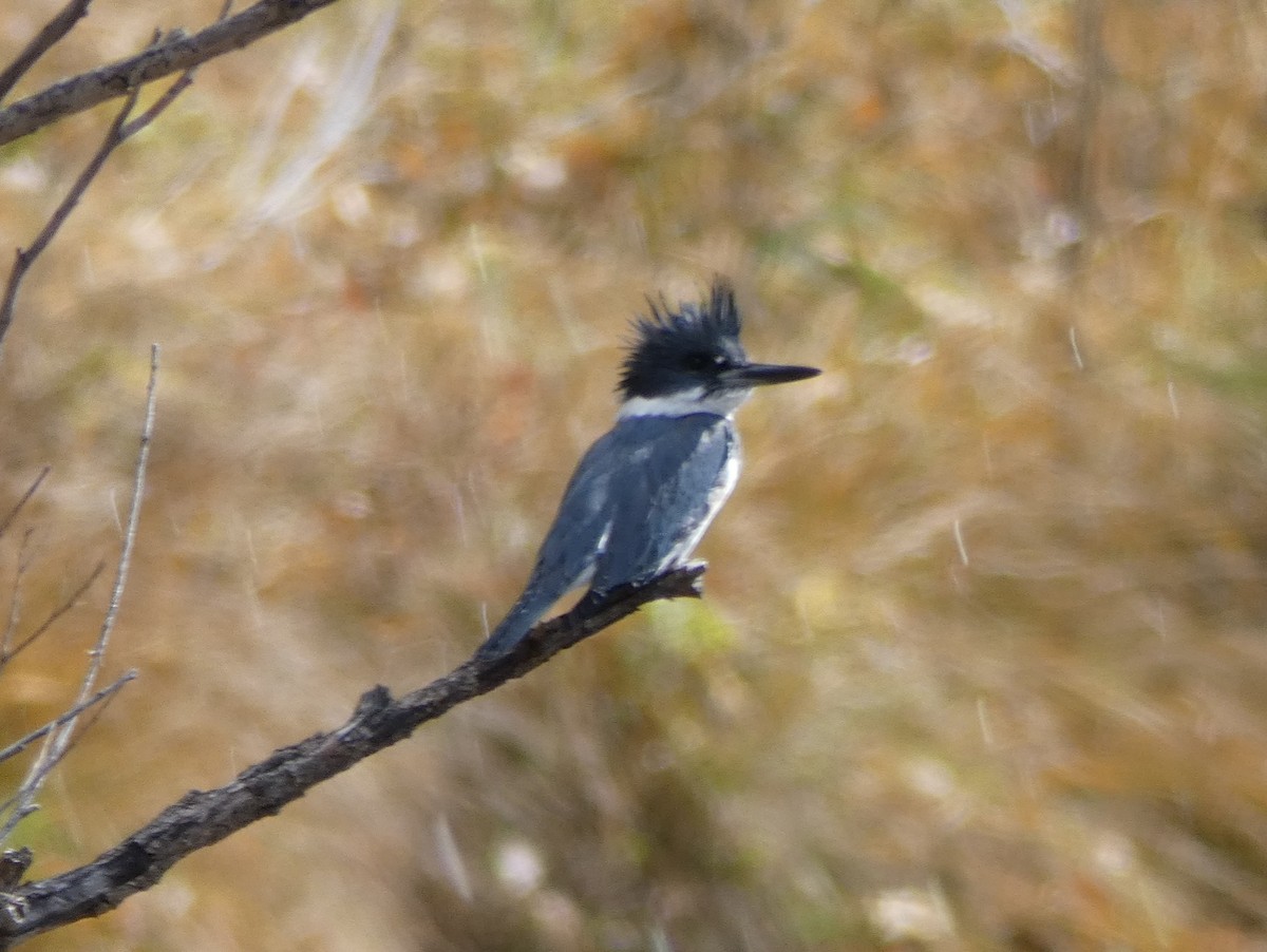 Belted Kingfisher - Christopher Rustay