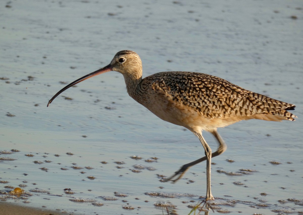 Long-billed Curlew - ML121908941