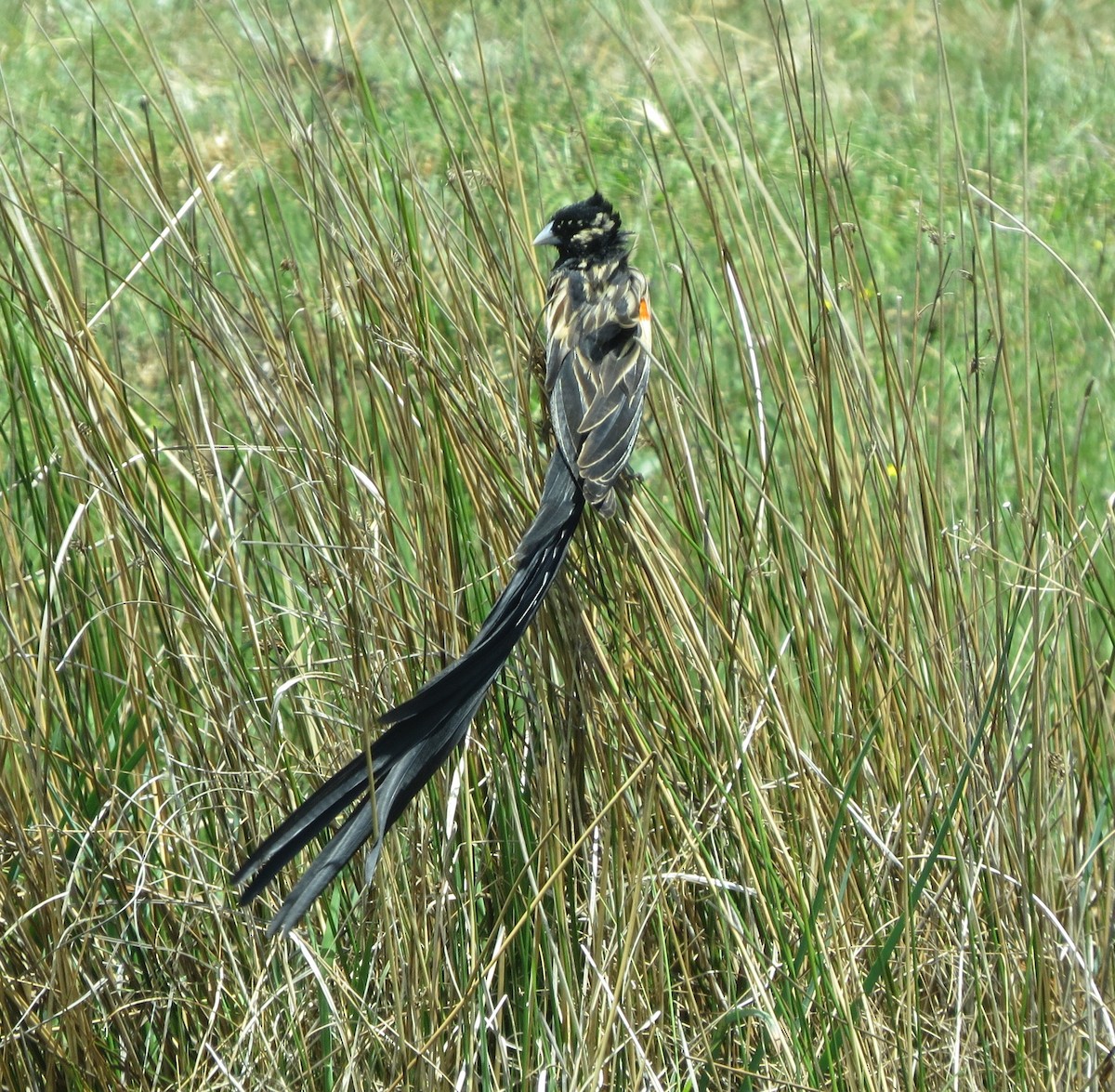 Long-tailed Widowbird - ML121909521