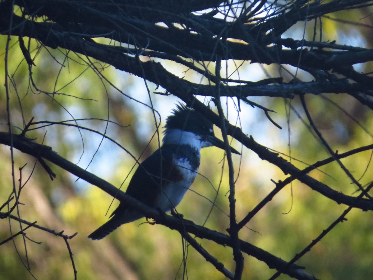 Belted Kingfisher - Mike Ries