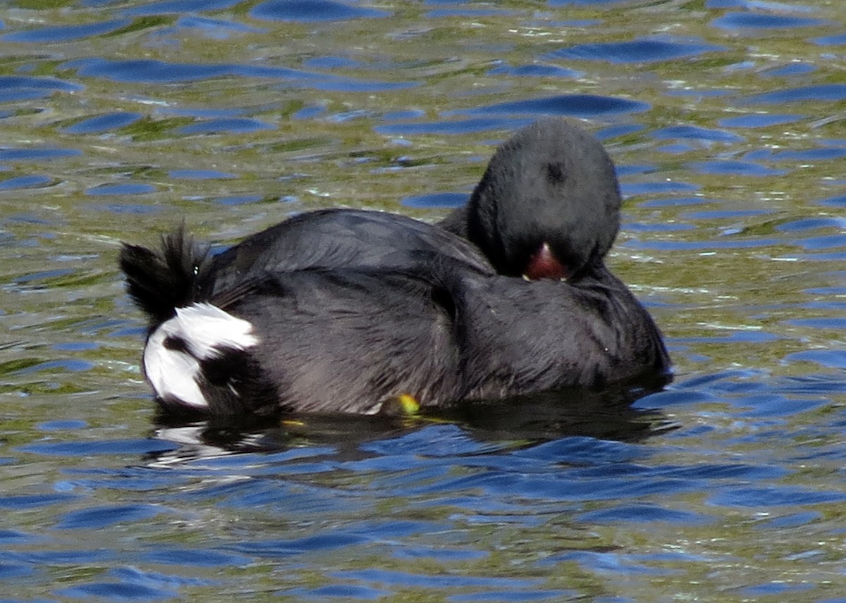 American Coot (Red-shielded) - ML121913581