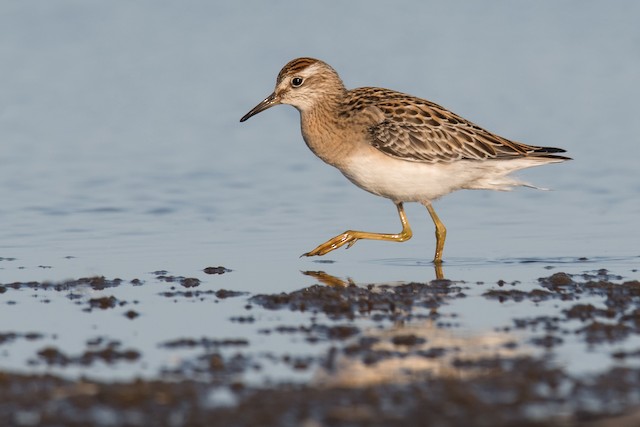 Sharp-tailed Sandpiper (<em class="SciName notranslate">Calidris acuminata</em>). - Sharp-tailed Sandpiper - 