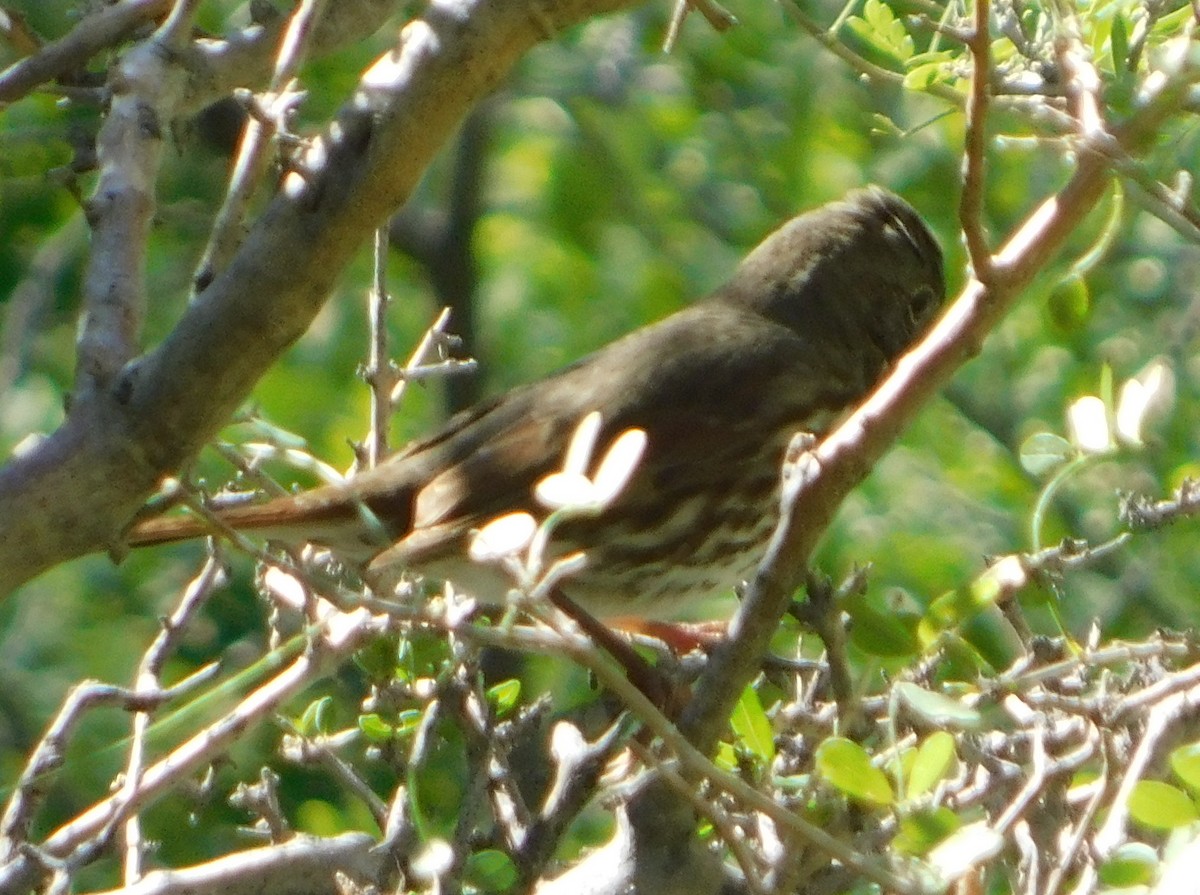 Fox Sparrow (Slate-colored) - Eric Hough