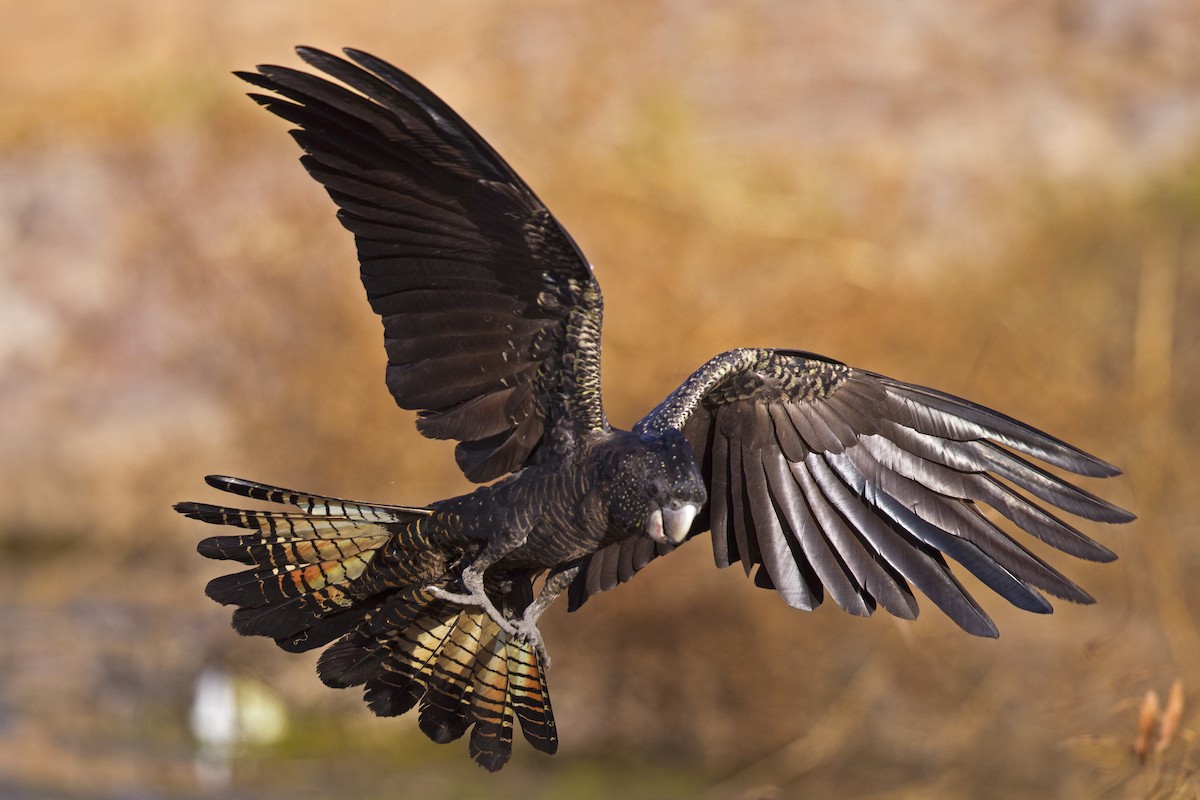 Red-tailed Black-Cockatoo - ML121915241