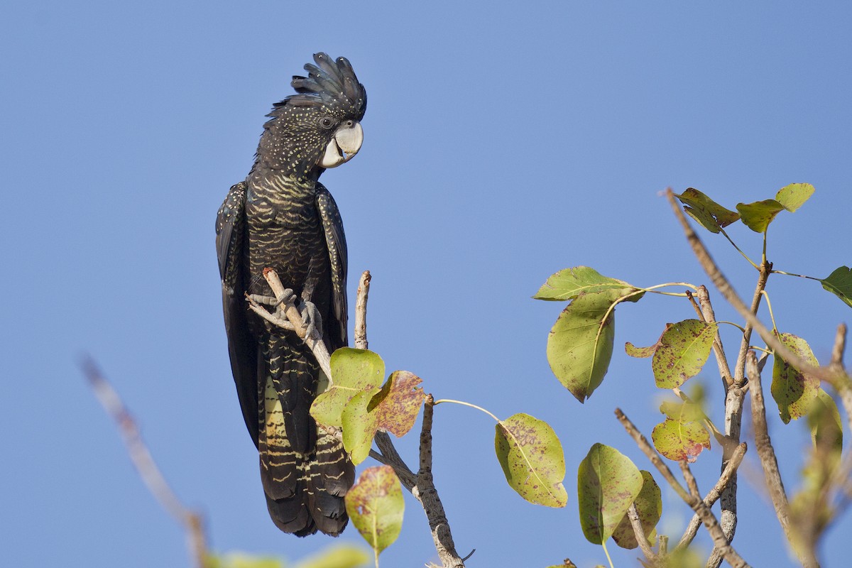 Red-tailed Black-Cockatoo - ML121915291