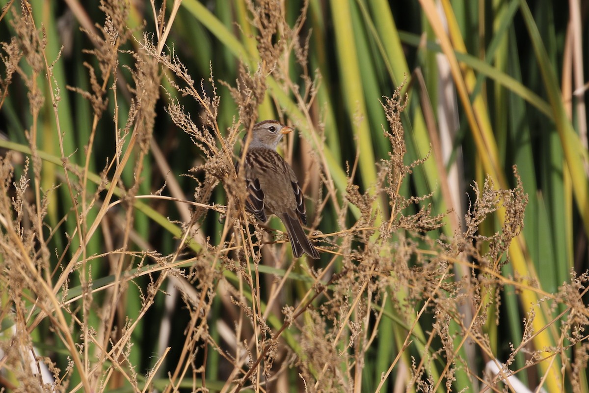 White-crowned Sparrow - ML121915761