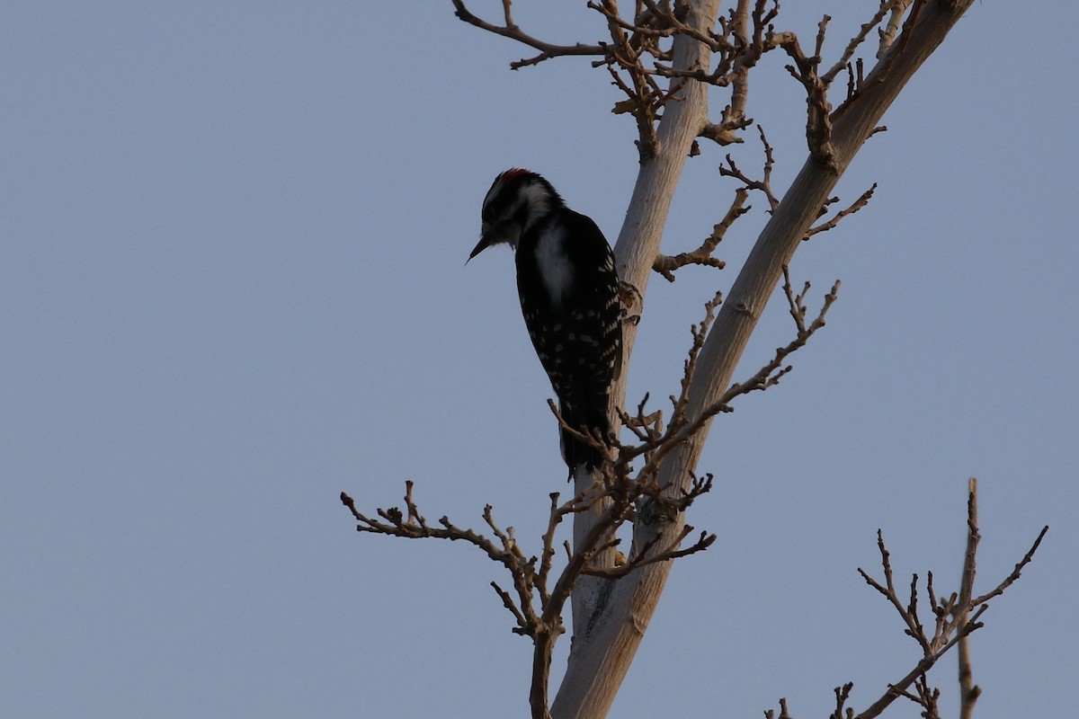 Downy Woodpecker - ML121915821
