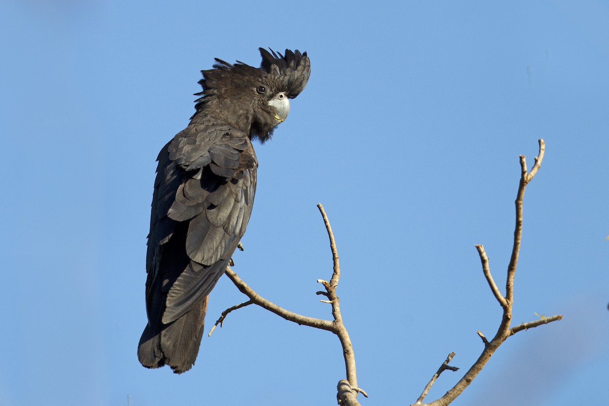 Red-tailed Black-Cockatoo - ML121915901