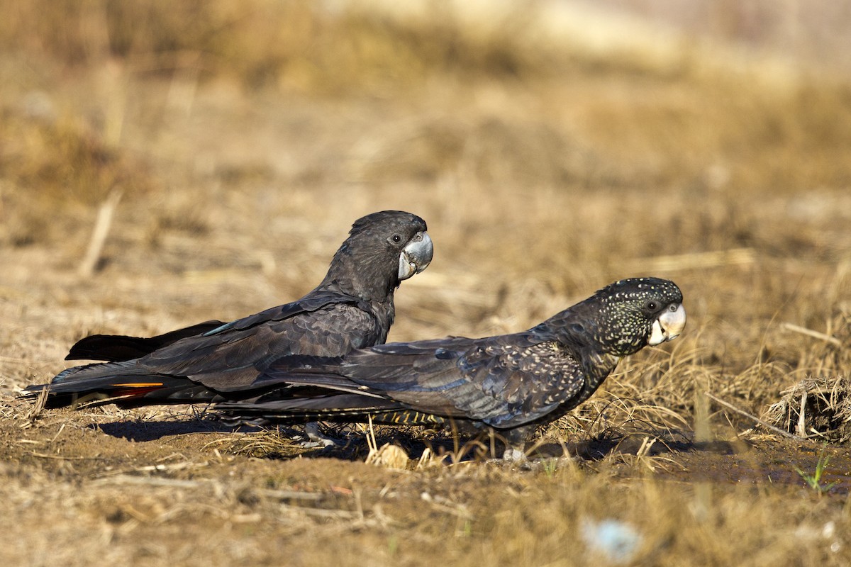 Red-tailed Black-Cockatoo - Mat Gilfedder