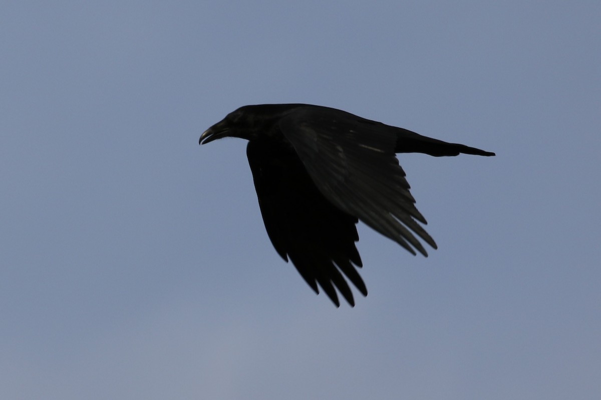 Common Raven - ML121916071