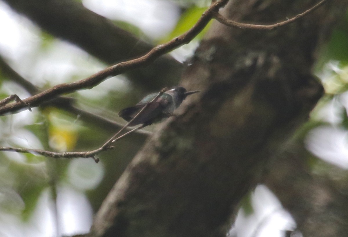 Violet-headed Hummingbird - ML121917821