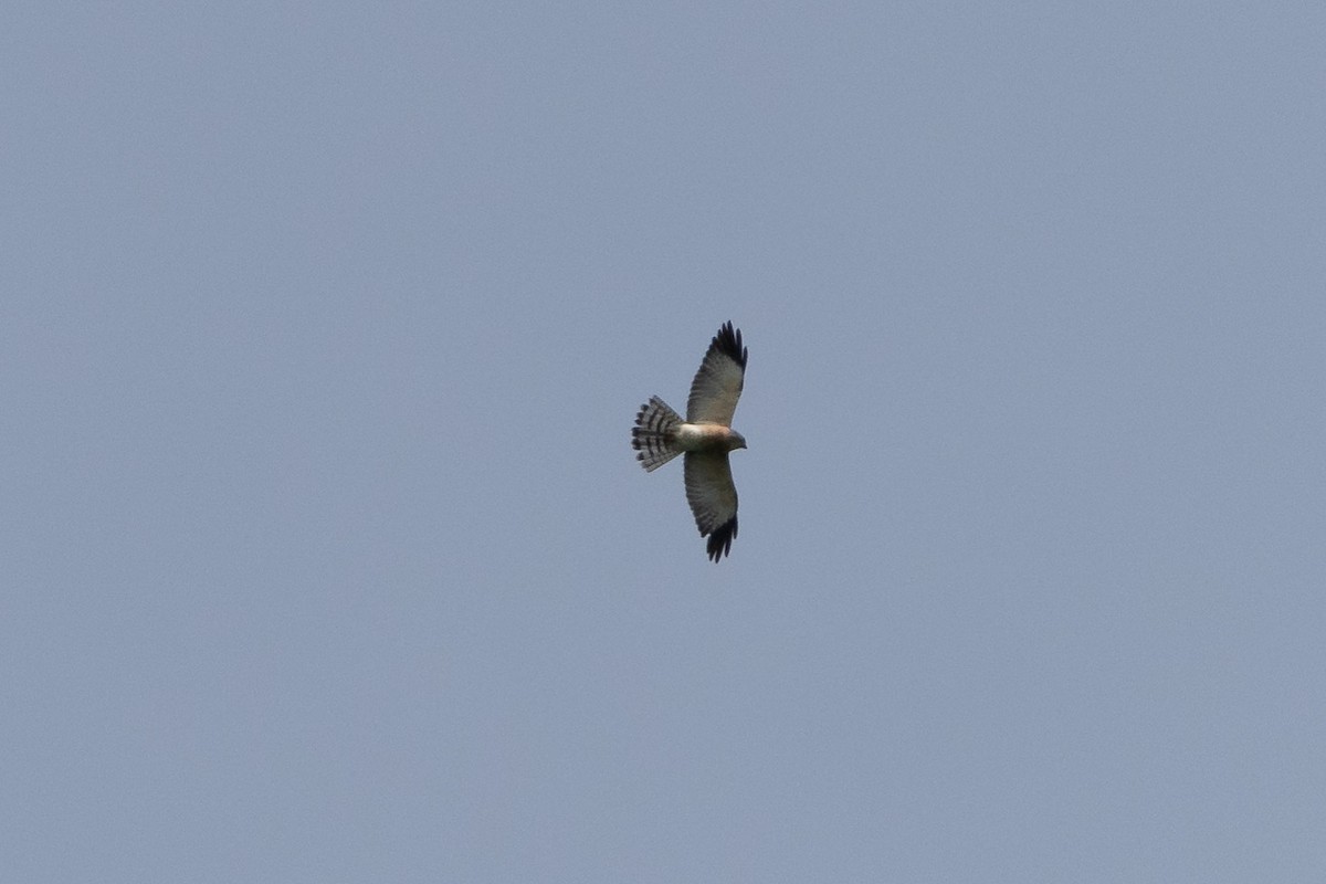 Chinese Sparrowhawk - ML121921151