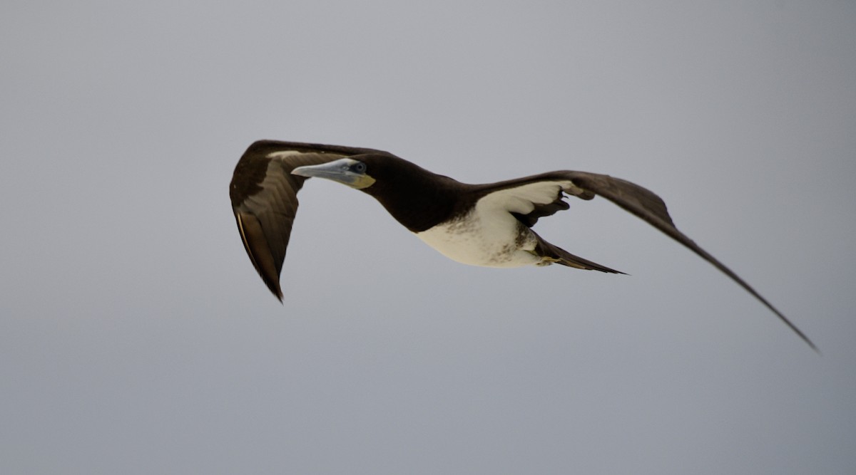 Brown Booby - ML121923561