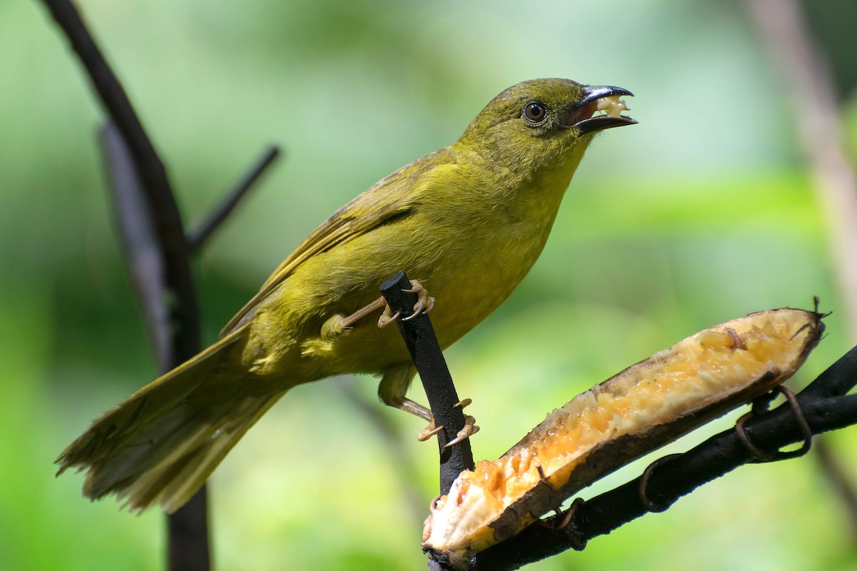 Olive-green Tanager - ML121927871