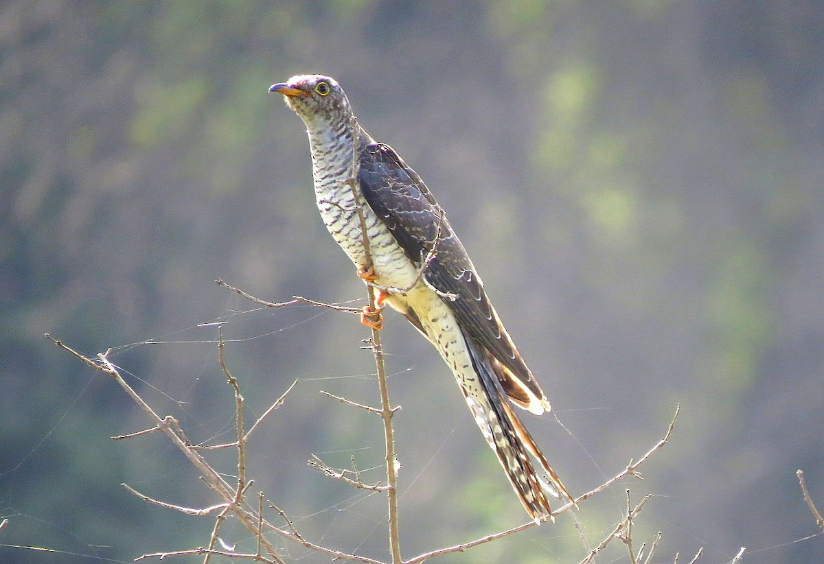 cuckoo sp. (Cuculidae sp.) - Deepa Mohan