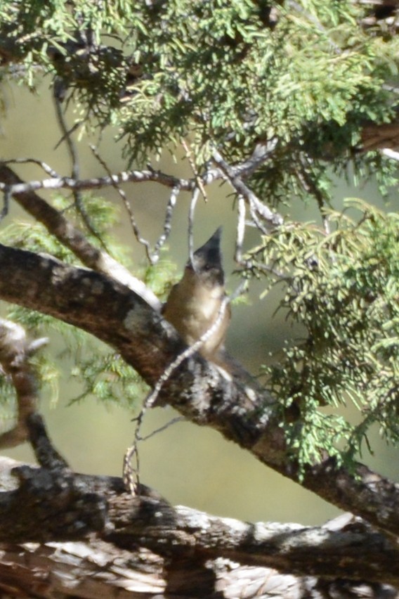 Gray-crested Tit - ML121934371