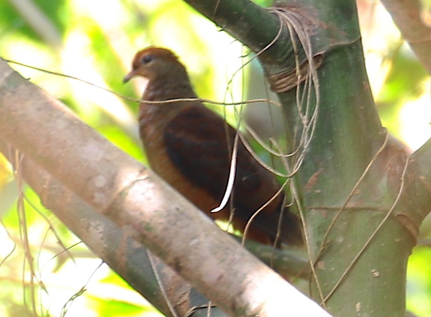 Black-billed Cuckoo-Dove - ML121934581
