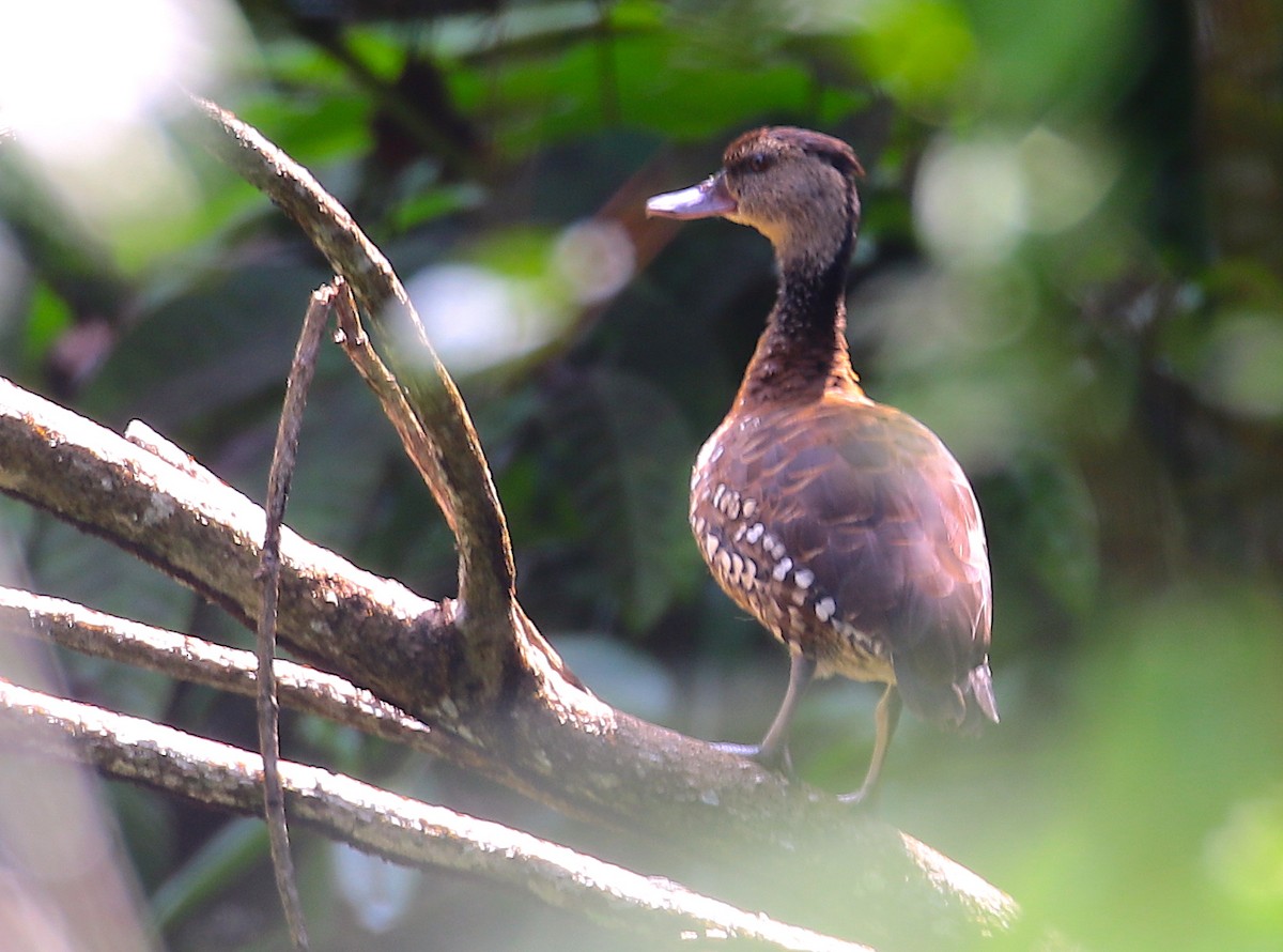 Spotted Whistling-Duck - ML121934601