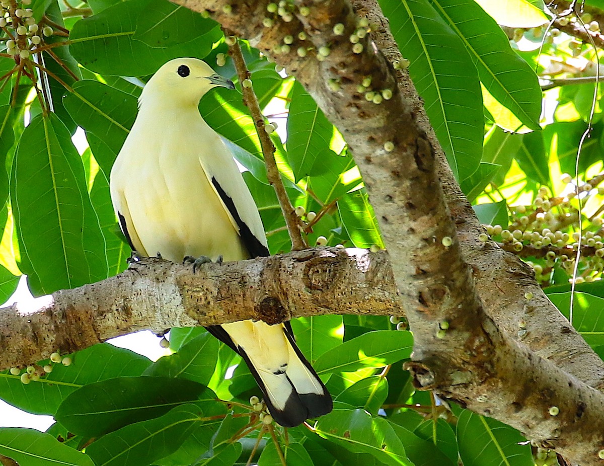 Pied Imperial-Pigeon - Anonymous