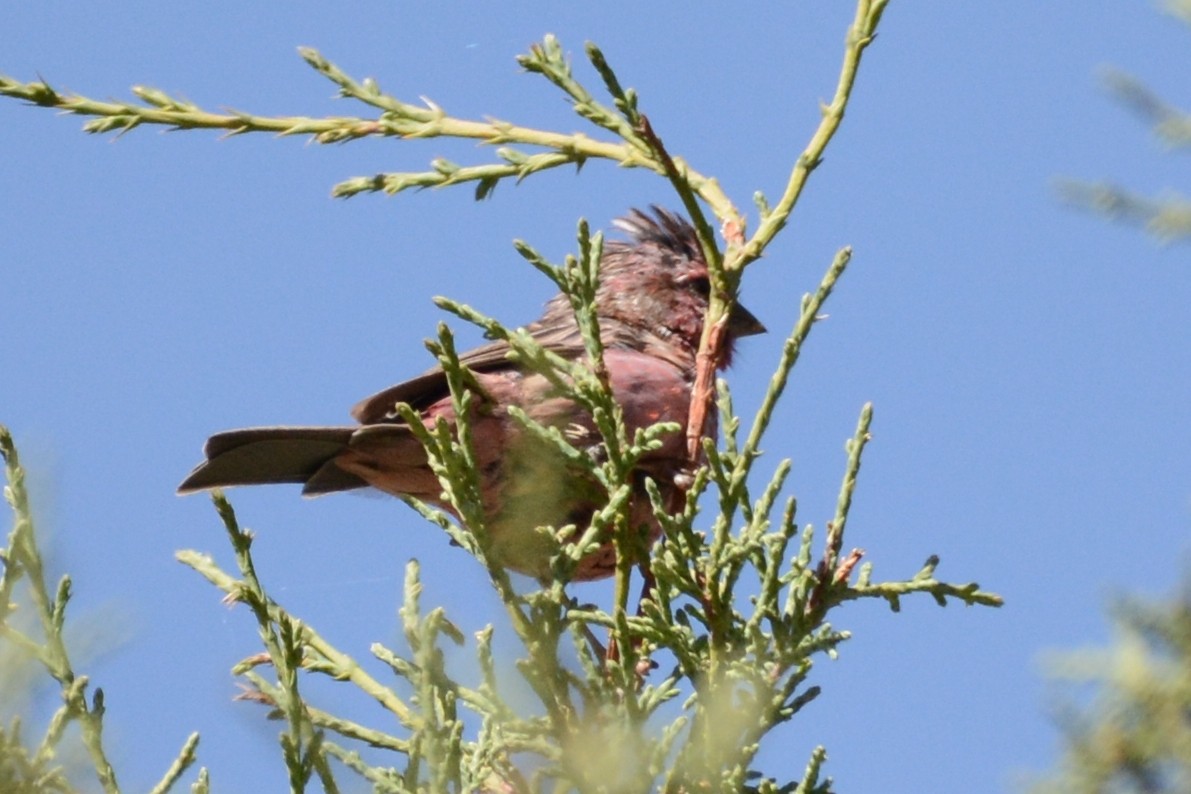 Pink-rumped Rosefinch - Cathy Pasterczyk