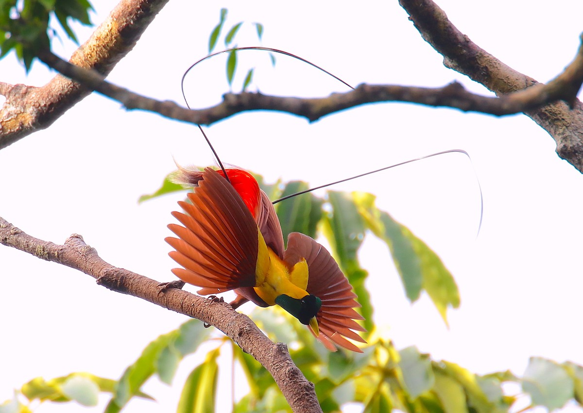 Red Bird-of-Paradise - Anonymous