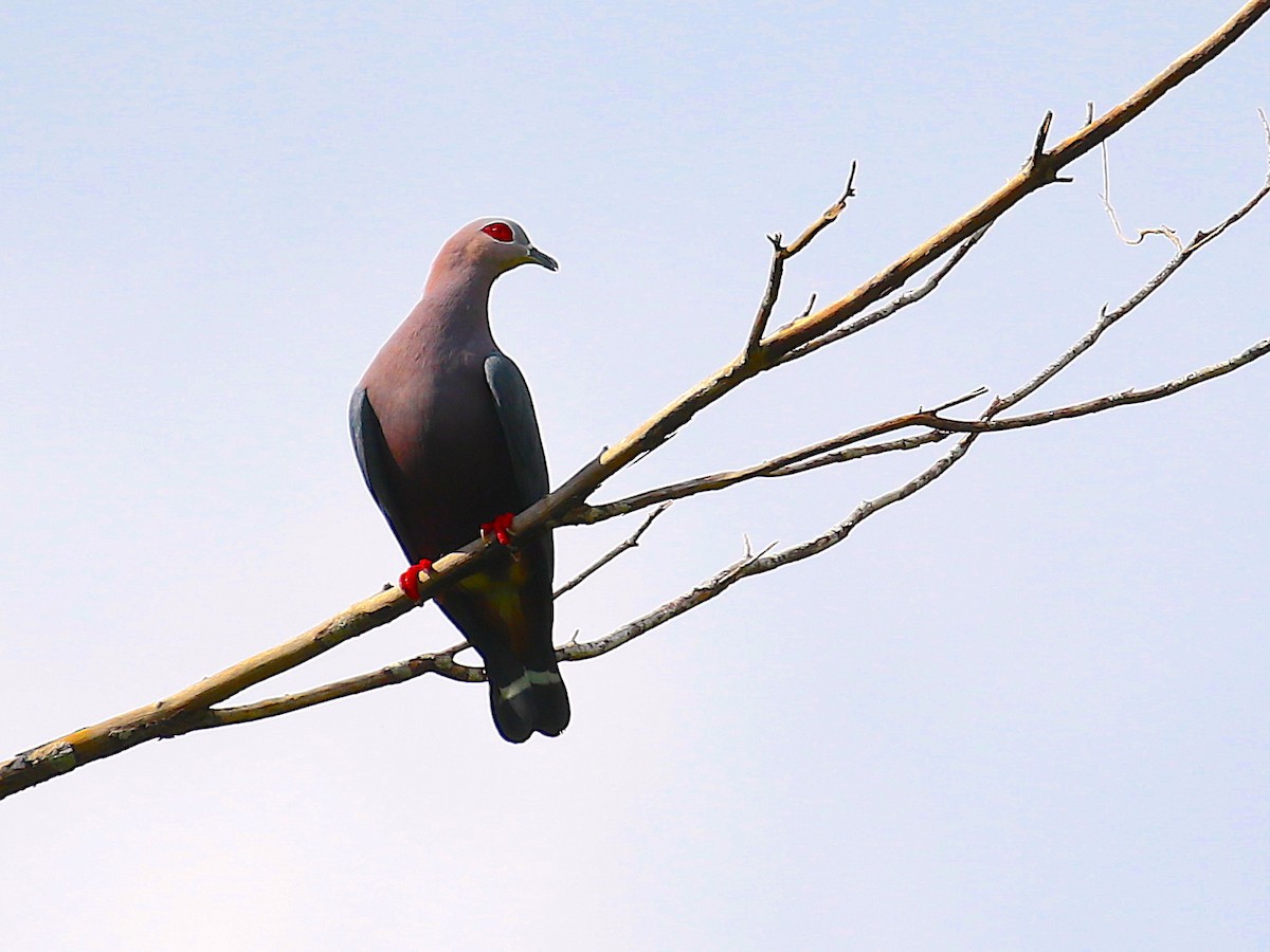 Pinon's Imperial-Pigeon - Anonymous