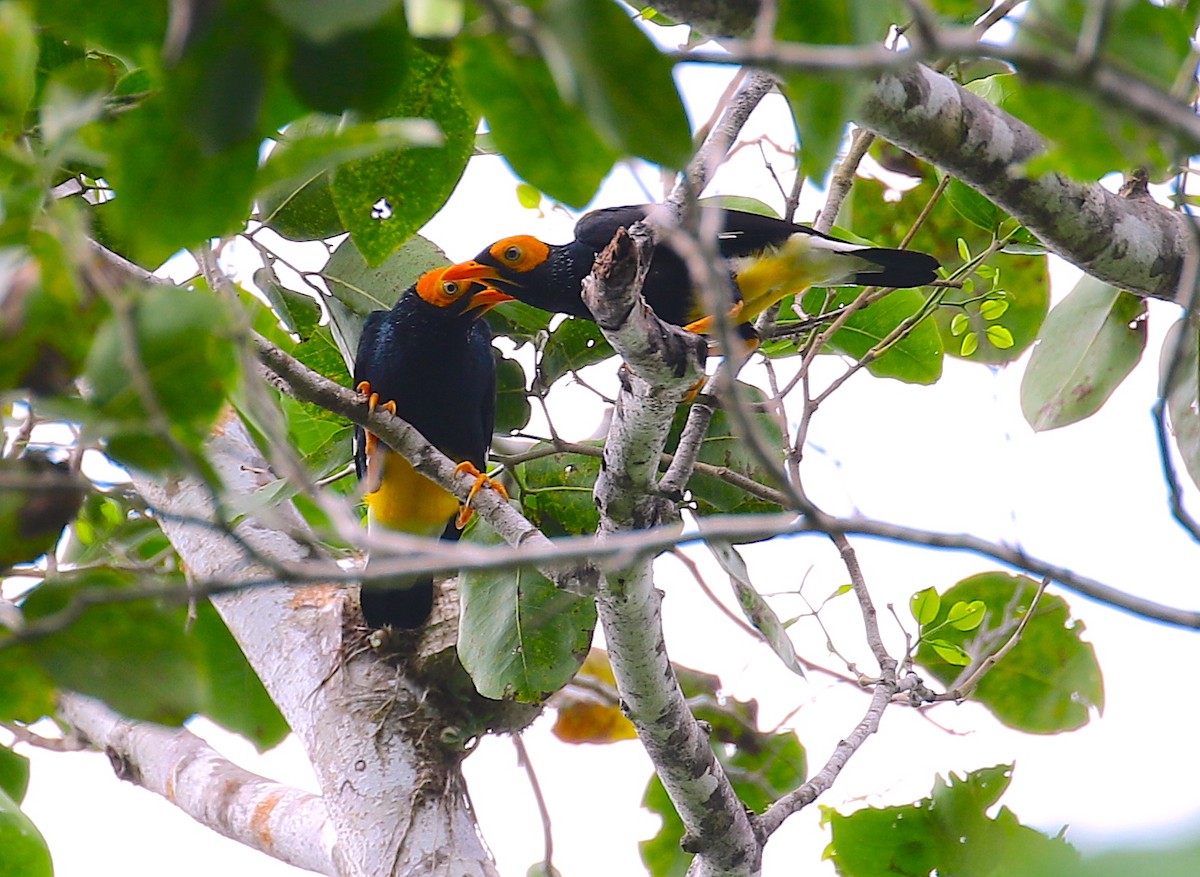 Yellow-faced Myna - Anonymous